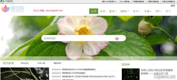 iPlant植物智插图 iPlant植物智