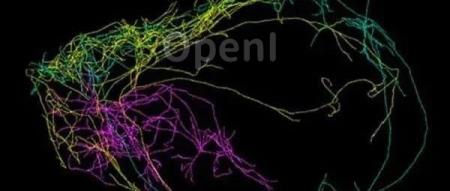 《Nature》发现新型脑细胞，它们具有保护中枢神经系统能力