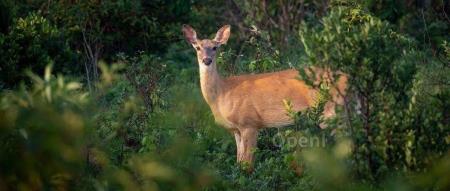 向量数据库内核面临的技术挑战及应对措施