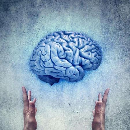 预测编码和主动推理的大脑结构的演变