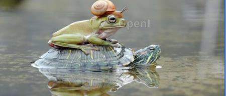 试过GPT-4V后，微软写了个166页的测评报告，业内人士：高级用户必读