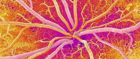 Nature 评论:无目的的物理学,如何涌现出有目的生命?