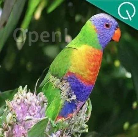 大语言模型击败扩散模型!视频图像生成双SOTA,谷歌CMU最新研究,一作北大校友