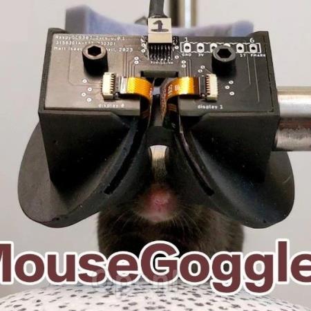 鼠鼠我呀,也有VR头显了!康奈尔给小鼠开颅,沉浸式研究大脑和行为