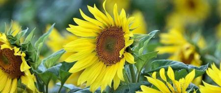 最好的 Go 框架就是不用框架？