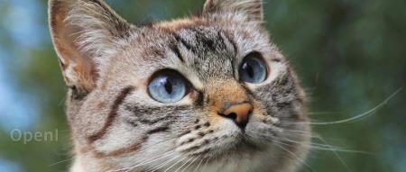 是时候彻底放弃“高分低能”的Leetcode了:AI时代的面试需要大变革!