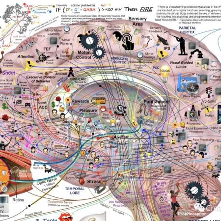 一个框架整合大脑理论