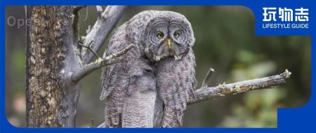 年度最搞笑动物摄影大赛来了，这只猴绝了