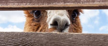 业界领先的这些大模型,都被一家「收编」了