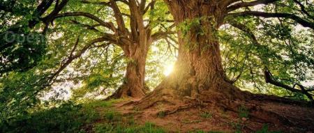 DeepMind 全新 AI 项目曝光:可控制各类机器人,数据集有望开源