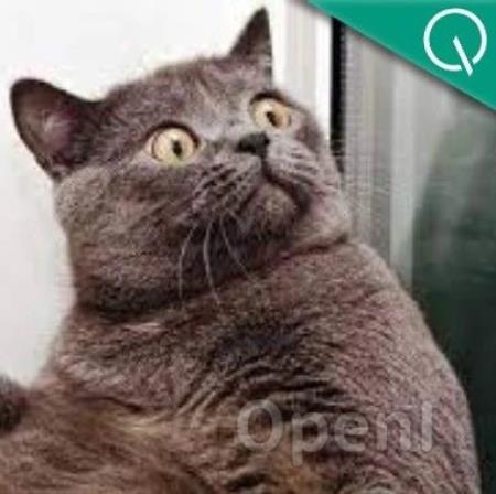 OpenAI董事会炸裂操作曝光!投资人准备起诉,网友:GPT-4都比你们会开人