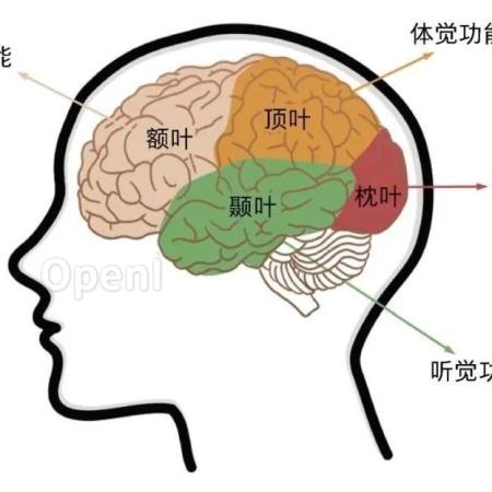 从分子到思想：神经科学视角下的认知活动