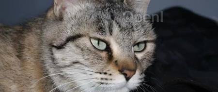 了解你的系统和数据库、两天能升级上千Java应用!生成式AI大杀器Amazon Q 才是开发专家?