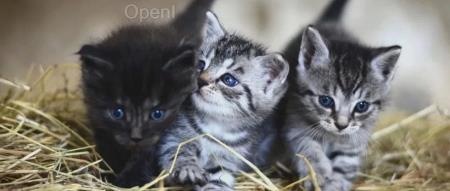 又一场AI“宫斗”要上演?盈利困难、投资人开撕CEO,Stable Diffusion背后公司被曝正寻求收购