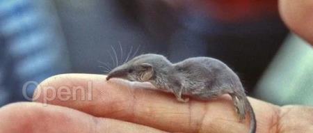 历时8年终发Science,他证明老鼠有类人的想象力