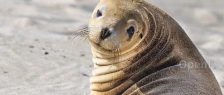 “我不懂的、总有人懂”,软件开发行业已经开始扭曲变形