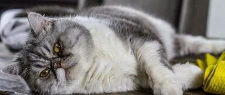 互联网大厂“组团”宕机,都怪降本增“笑”?