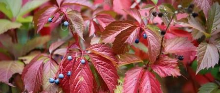 对标微软,国内操作系统在 AI 上发力:统信发布 UOS AI 新版本,正式开放 API