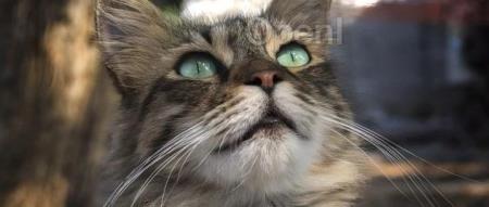 “我还没有完全走出来”:Sam Altman 曝曾想拒绝回归OpenAI,但“不想谈”被罢免一事