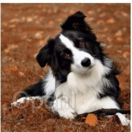 NeurIPS 2023 | 模仿人类举一反三,数据集扩增新范式GIF框架来了