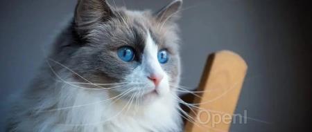 离开云转战AI? 23岁写了百万人用的开源软件,这个IT奇才11年后离开了自己的上市公司