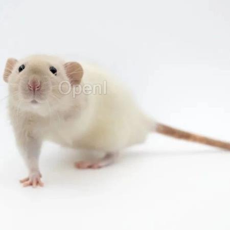 Science Robotics最新研究：柔性脊柱全面提升老鼠机器人的能力！