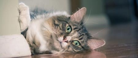 如何看待 OpenAI Q* 谣言