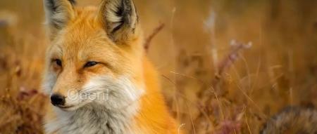 南京大外企将研发撤离中国,最高赔偿N+8;OpenAI回应GPT-4变懒;周星驰Web3团队下月上线独立App | AI一周资讯