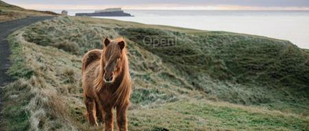 微软战略AI产品发布一周就翻车!网友:跟ChatGPT Plus 比,简直就是垃圾