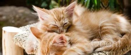 谷歌“压力文化”有多可怕?18年工程技术总监被裁后吐槽:如释重负