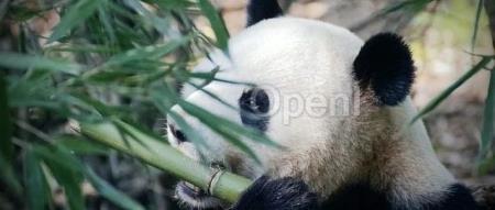 突发!美国拟限制中国公司使用其云数据中心训练AI模型;TikTok、英雄联盟开发商裁员;哄哄模拟器爆火 | AI周报