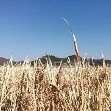 Nature:跟随诺奖的脚步,CRISPR如何产生下一个重磅作物