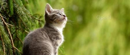 前阿里员工抄袭YC初创公司并开源,老外:反正官司打不赢,不费那个劲了