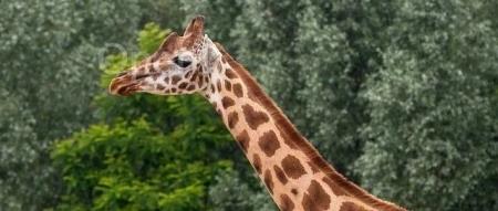 被Sora抢了风头的谷歌“杀”回来了!谷歌的一群“书呆子”卷出了最强开放模型Gemma