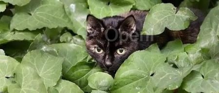 我在技​​术面试中用ChatGPT作弊，没人知道