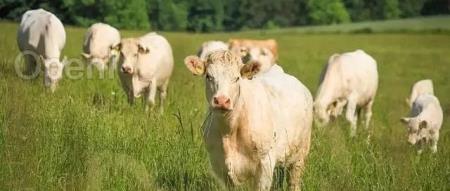 OpenAI 被微软 “绿” 了，法国 “小鲜肉” Mistral 上位！