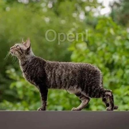 文生视频模型“卷”出新天际;多家手机厂商AlI in Al,终端AI时代来临?| 大模型一周大事