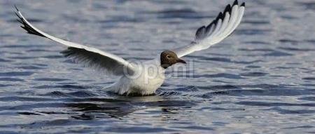 科技巨头也曾跌落低谷！微软 17 年元老揭秘纳德拉如何带领微软走过“失落的十年”