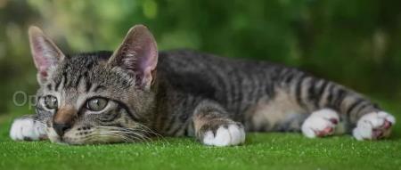 张一鸣被立功德碑，现已拆除；OpenAI、谷歌同天打擂，谁赢了？字节调集多位高管参战AI，将发布数款重磅产品｜AI周报