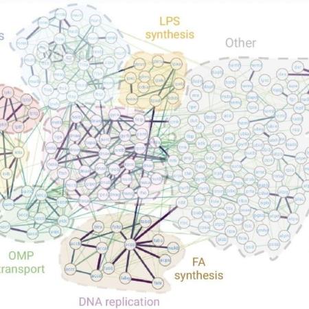 AlphaFold 预测细菌生存所需的 1402 种蛋白互作，最完整的细菌必需相互作用图谱