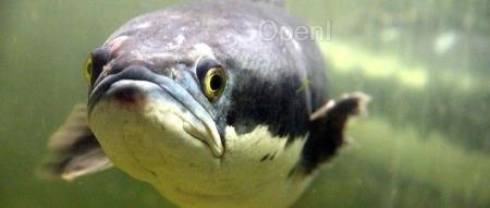 试了下 Stable Video,我的建议是不如不用|AI 测评室