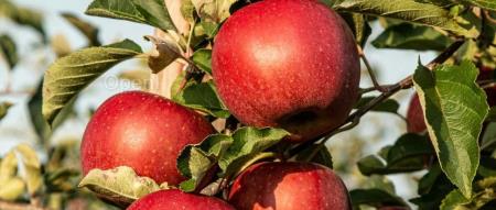 苹果终于入局大模型了:300亿参数、MoE 架构,手机要迎来全面的大变革了?