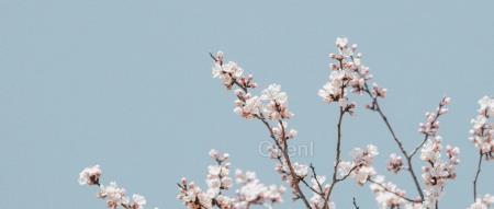 炸裂登场!搭载了 ChatGPT 的机器人到底有多强 | 大模型一周大事