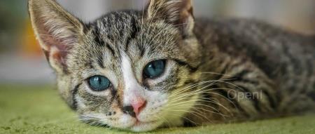 Stability CEO自己跑路:没董事会控制权;月之暗面Kimi火爆至宕机,已扩容5次;王小川怼李彦宏:活在幻觉中|AI周报