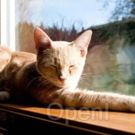 剑桥团队开源:赋能多模态大模型RAG应用,首个预训练通用多模态后期交互知识检索器