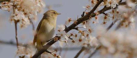 一个收入被严重低估的方向,可以入局了! | 极客时间