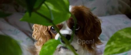 ChatGPT王位难守？全球TOP100生成式AI应用重磅刷新：40%首次上榜，AI 陪伴来势凶猛