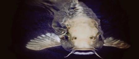 鲶鱼效应显著！Sora 发布满月，多模态领域成果丰硕 | 大模型一周大事