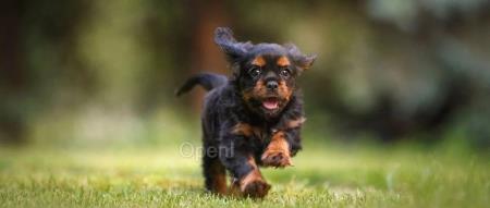 小米汽车乱局：小爱同学“”、F 码炒至 5 万元；罗永浩直播卖阿里云；小扎亲自挖谷歌员工：无需面试 | AI周报