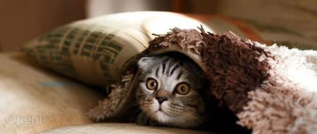 “钮祜禄·奥特曼”彻底回宫;IBM大裁员:关键部门裁80%;乐视回应简历无需写年龄、婚育情况| AI 周报